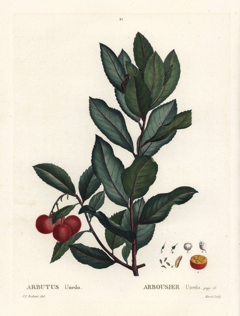 Mansikkapuu, Arbutus unedo. Käsinvärinen pistekaiverrus Pierre-Joseph Redouten piirustuksen jälkeen Henri Louis Duhamel du Monceaun teoksesta Treat des Arbres et Shrustes, Pariisi tekijältä Pierre Joseph Redouté