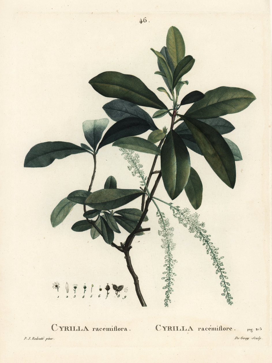 Suokyrilla, Cyrilla racemiflora. De Gouyn käsinvärinen pistekaiverrus Pierre-Joseph Redouten kuvituksen jälkeen Henri Louis Duhamel du Moncelin teoksesta Treat des Arbres et Shrustes, Pariisi tekijältä Pierre Joseph Redouté