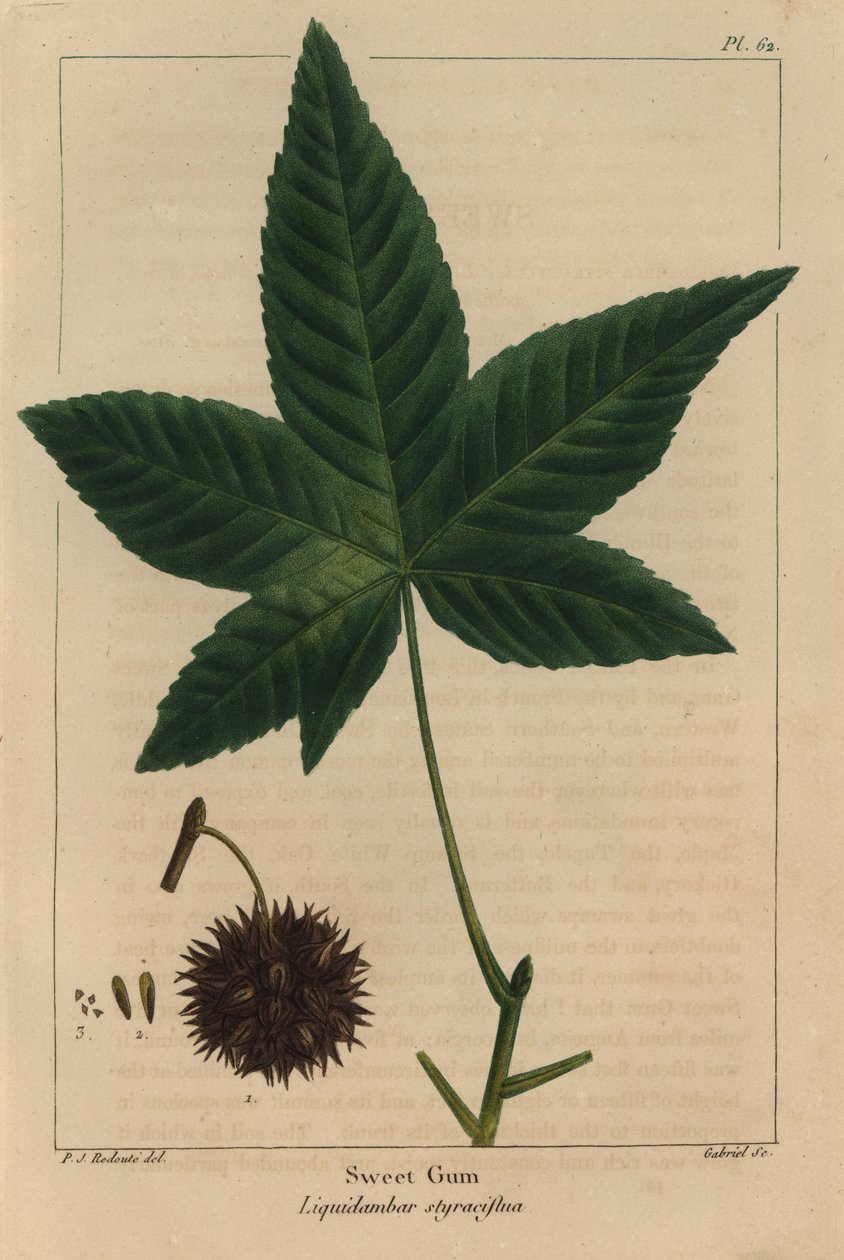 Makea purukumipuu, Liquidambar styraciflua (kaiverrus) tekijältä Pierre Joseph Redouté