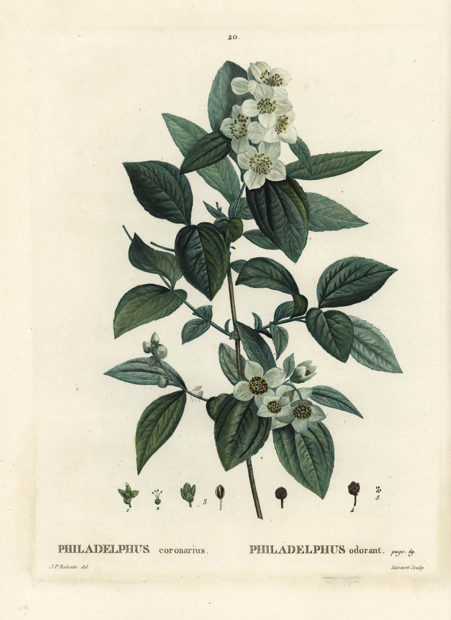 Makea pila-oranssi, englantilainen dogwood, Philadelphus coronarius. Tassaertin käsinvärinen pistekaiverrus Pierre-Joseph Redouten kuvituksen jälkeen Henri Louis Duhamel du Moncelin Treat des Trees et Shrustesista, Pariisista tekijältä Pierre Joseph Redouté