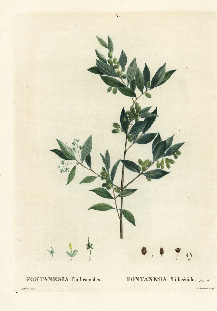 Syyrian privet, Fontanesia phillyreoides. Du Ruisseaun käsinvärinen pistekaiverrus Pierre-Joseph Redouten kuvituksen jälkeen Henri Louis Duhamel du Moncelin teoksesta Treat des Arbres et Shrustes, Pariisi tekijältä Pierre Joseph Redouté