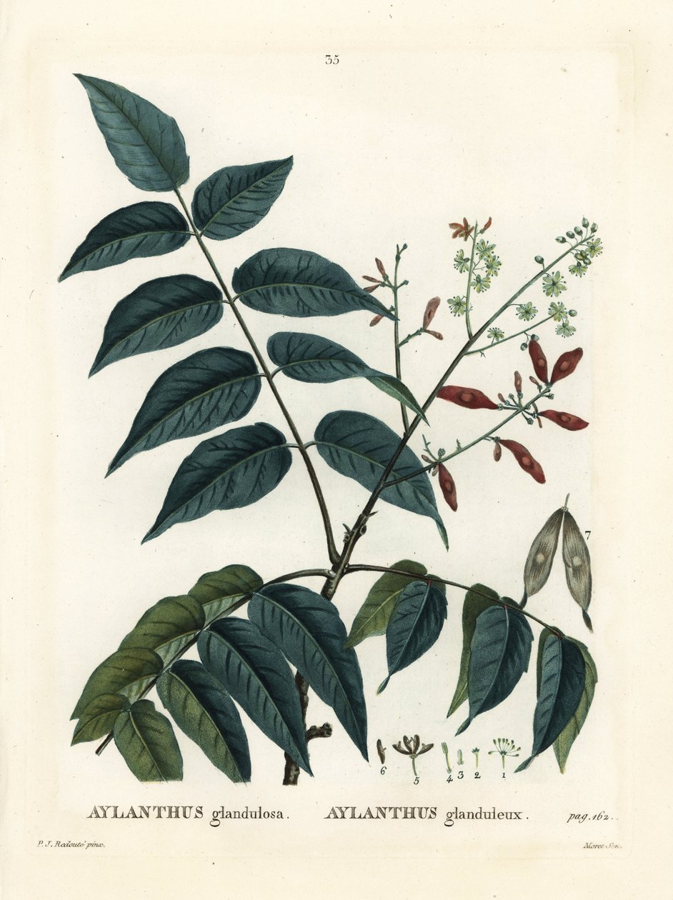 Taivaan puu, ailanthus tai chouchun, Ailanthus altissima (Aylanthus glandulosa). Moretin käsinvärinen pistekaiverrus Pierre-Joseph Redouten piirustuksen jälkeen Henri Louis Duhamel du Moncelin teoksesta Treat des Arbres et Shrustes, Pariisi tekijältä Pierre Joseph Redouté