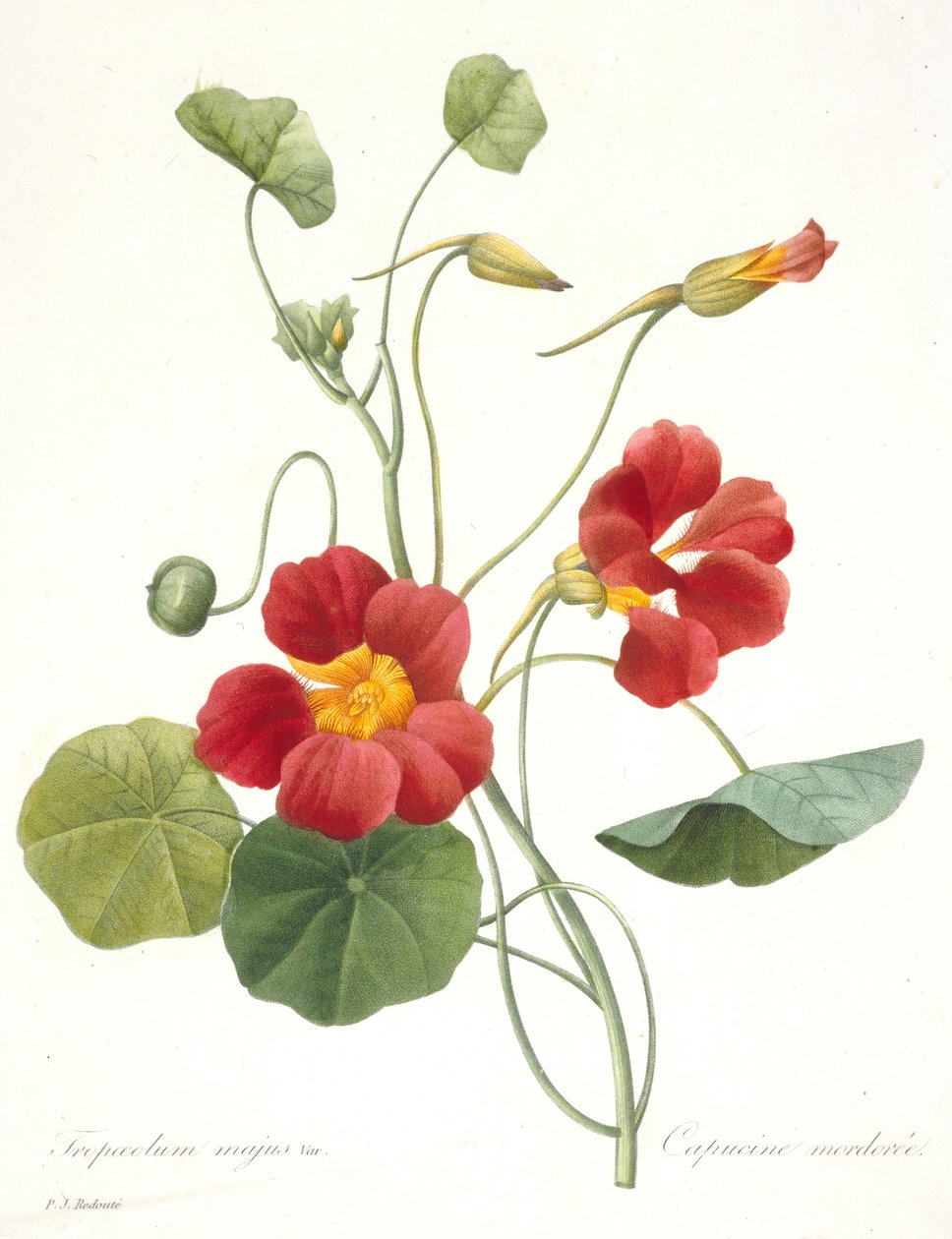 Tropaeolum majus Garden Nasturtium, 1827. tekijältä Pierre Joseph Redouté