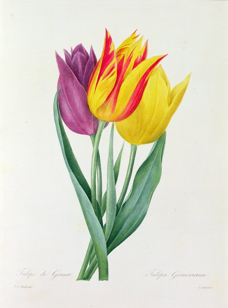 Tulipa Gesneriana (värillinen kaiverrus) tekijältä Pierre Joseph Redouté