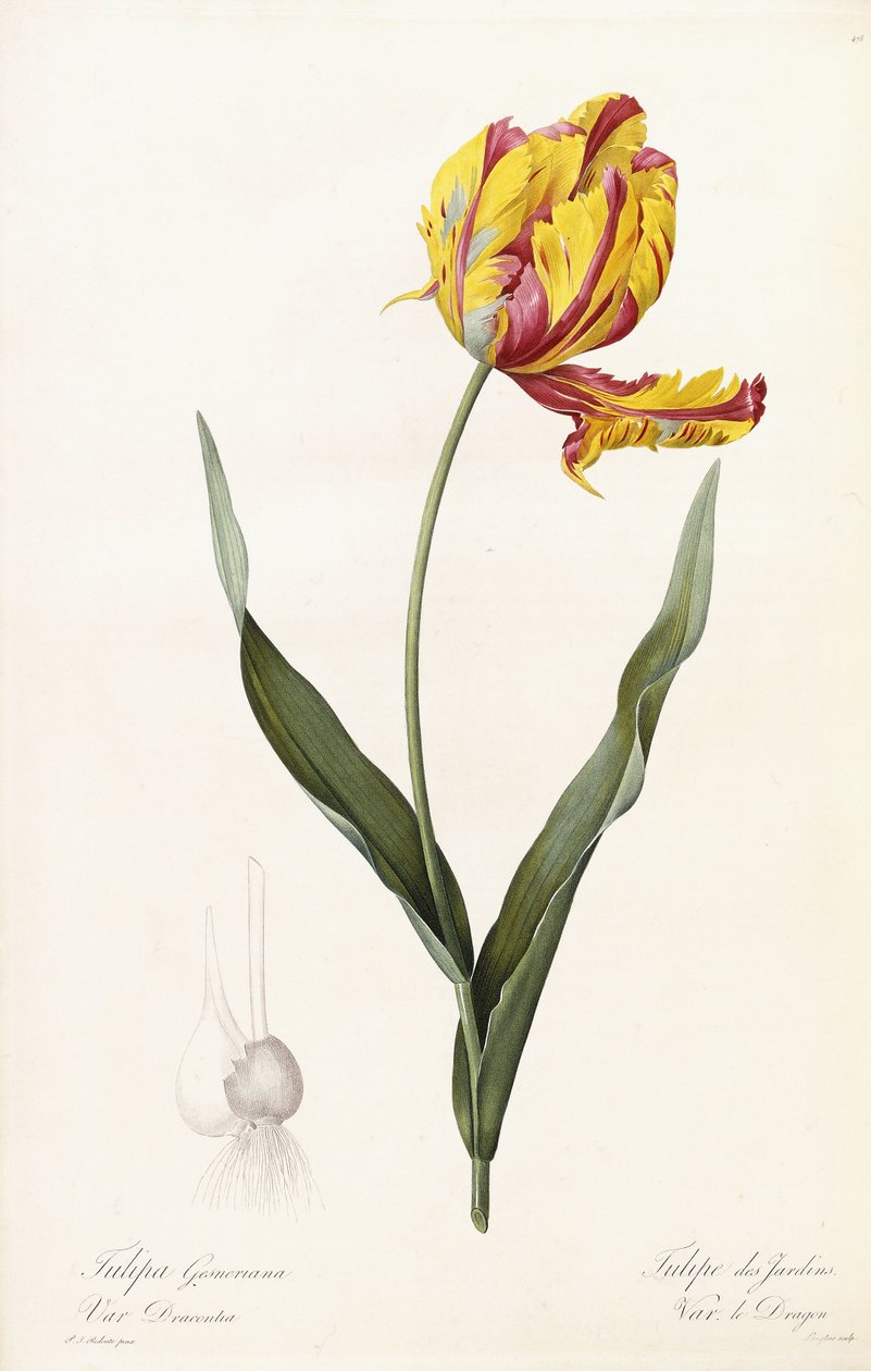 Tulip Gesneriana - Tulip des Jardins tekijältä Pierre Joseph Redouté
