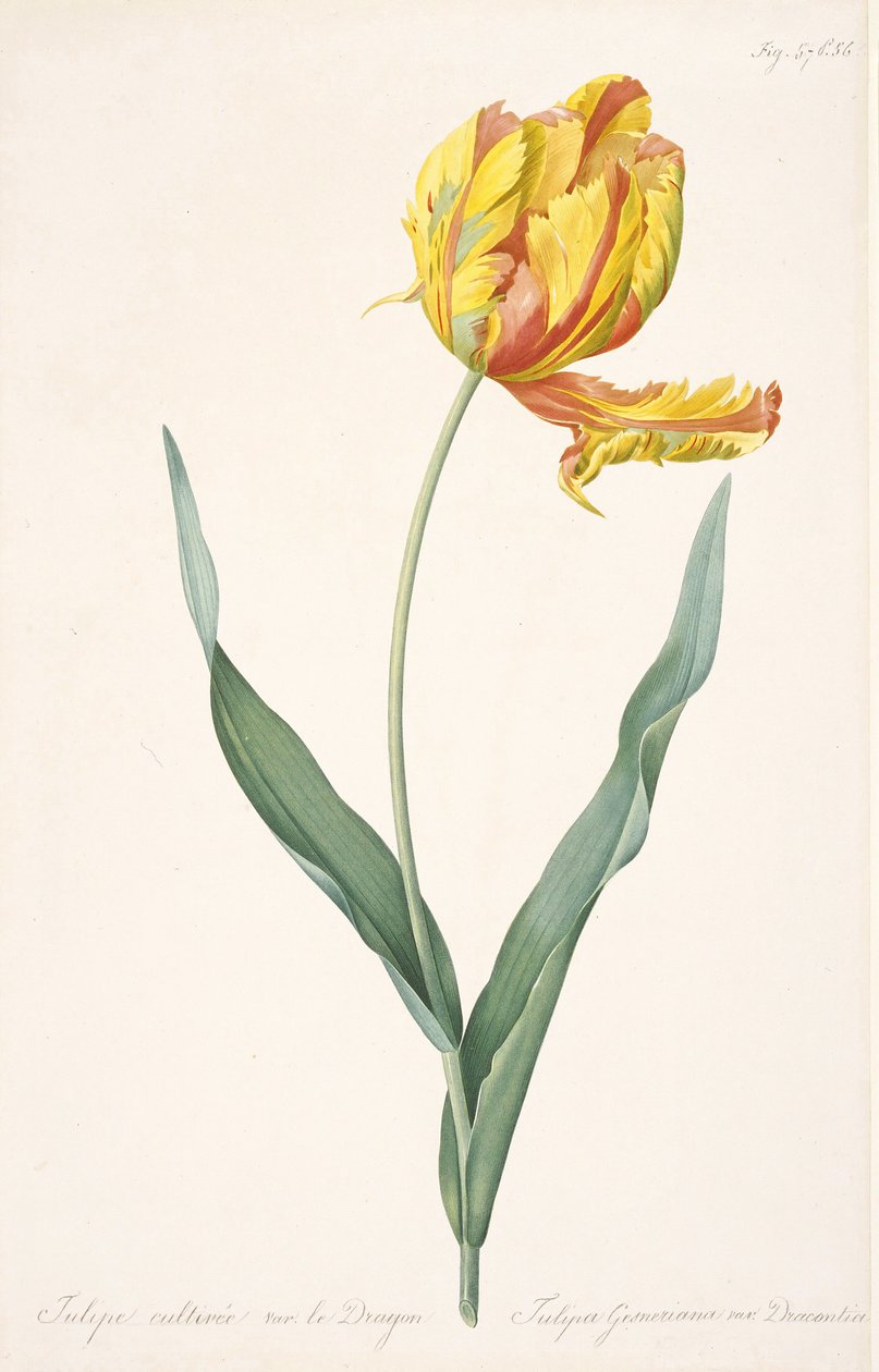 Tulipa Gesneriana var. Lohikäärmeen papukaija tulppaani, 1816. tekijältä Pierre Joseph Redouté