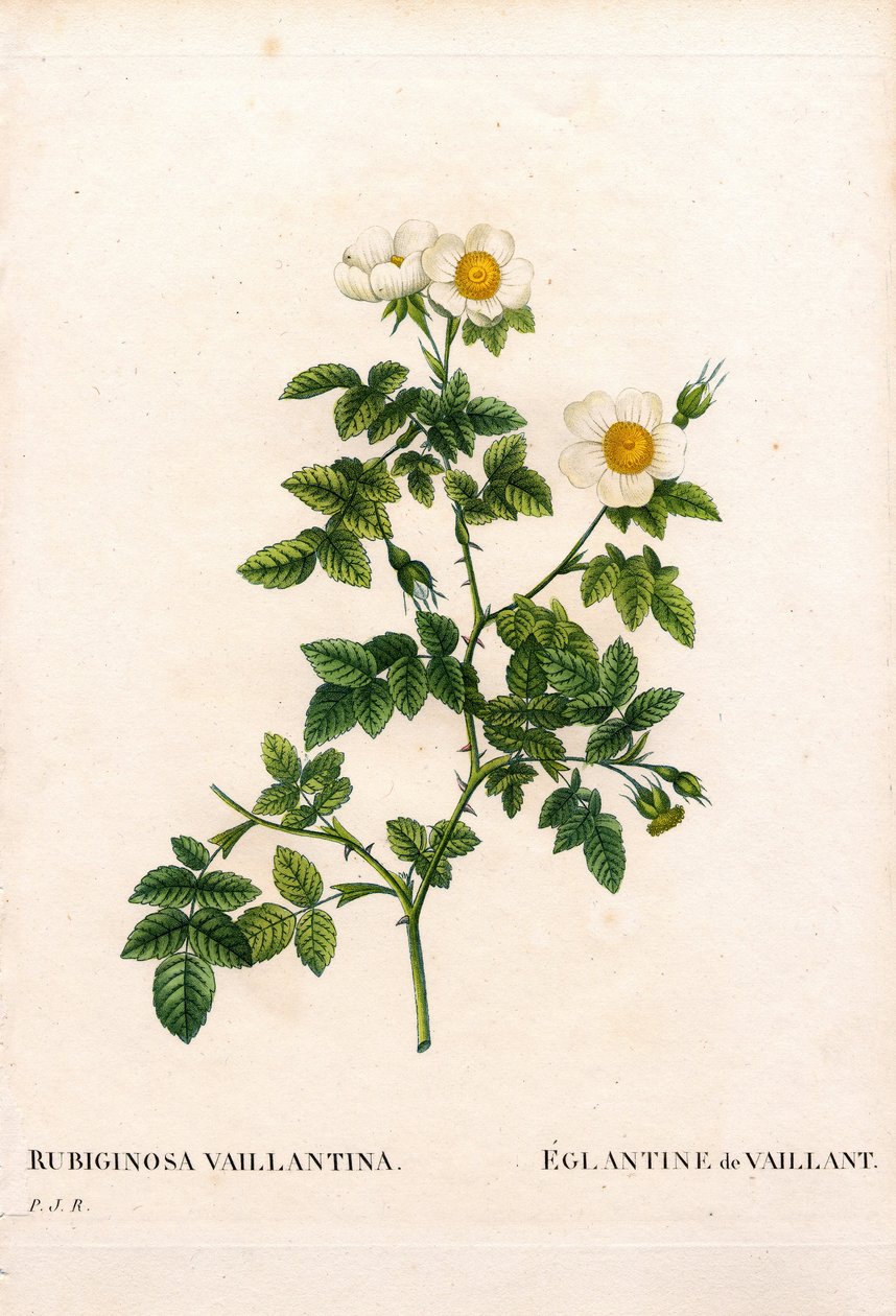 Vaillant