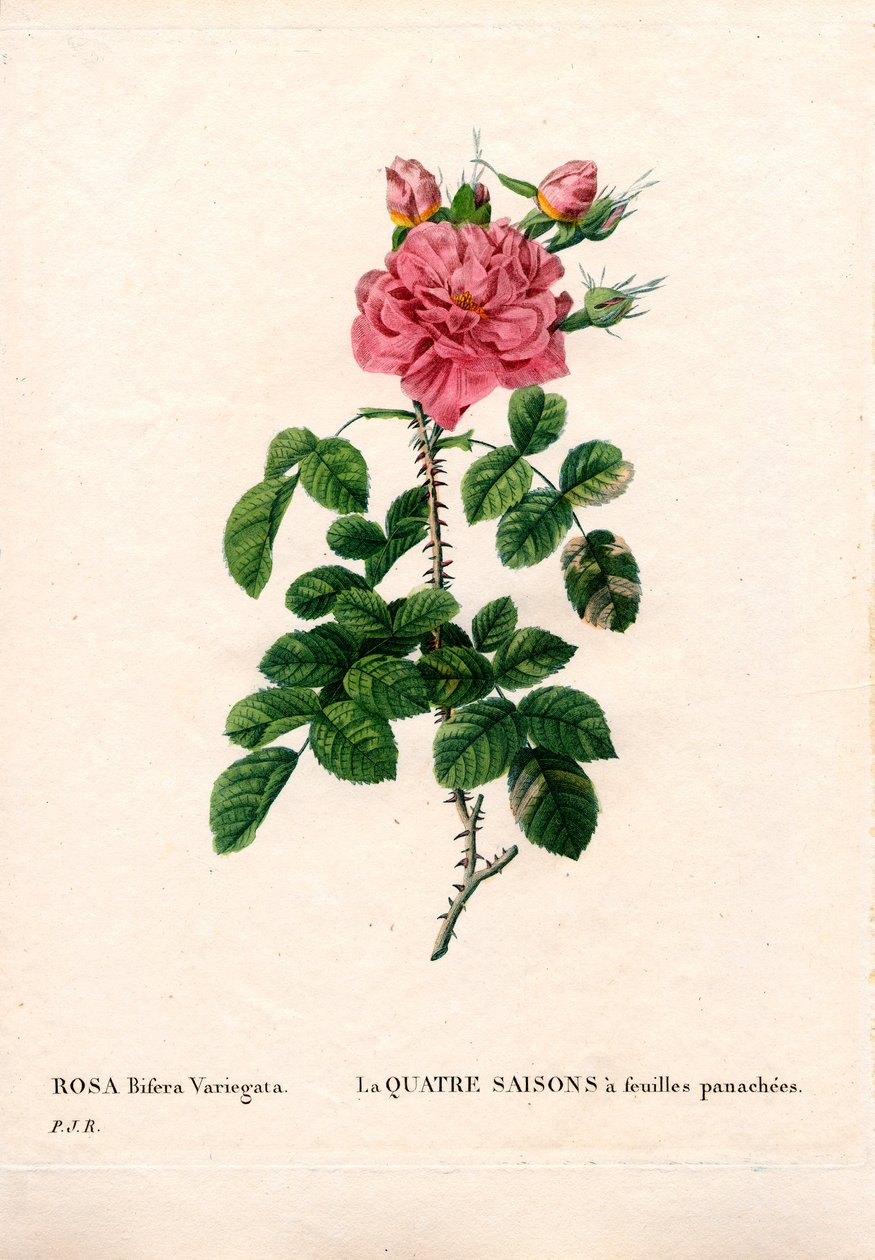 Kirjava Four Seasons pinkki, Rosa damascena var. bifera. Käsinvärinen pistekuparikaiverrus Pierre Joseph Redouten teoksesta Les Roses, Paris tekijältä Pierre Joseph Redouté