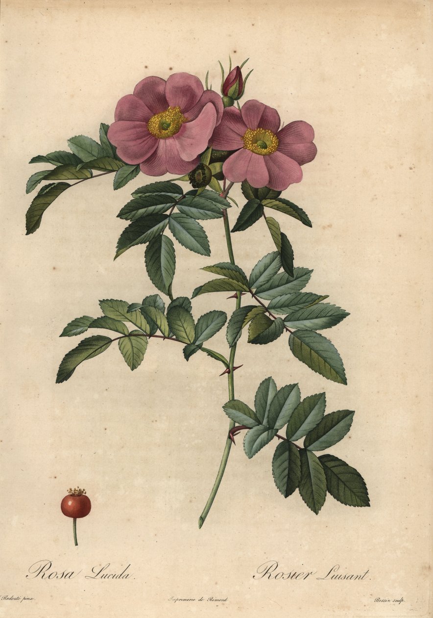 Violet Virginia ruusu, Rosa virginiana tekijältä Pierre Joseph Redouté