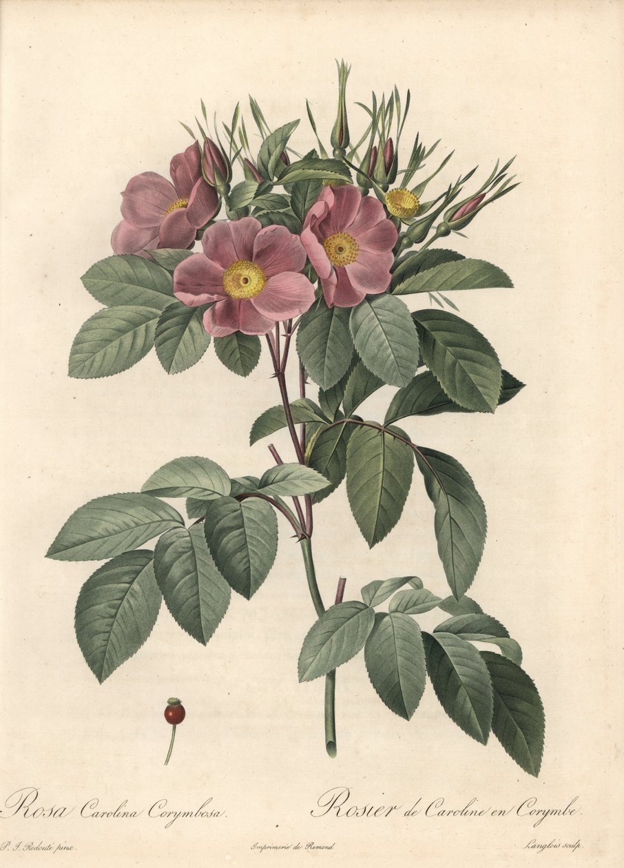 Virginia ruusu, tummat kukat - Eau forte de Langlois, perustuu Pierre Joseph Redouten (1759-1840) kuvaan Les Rosesista tekijältä Pierre Joseph Redouté
