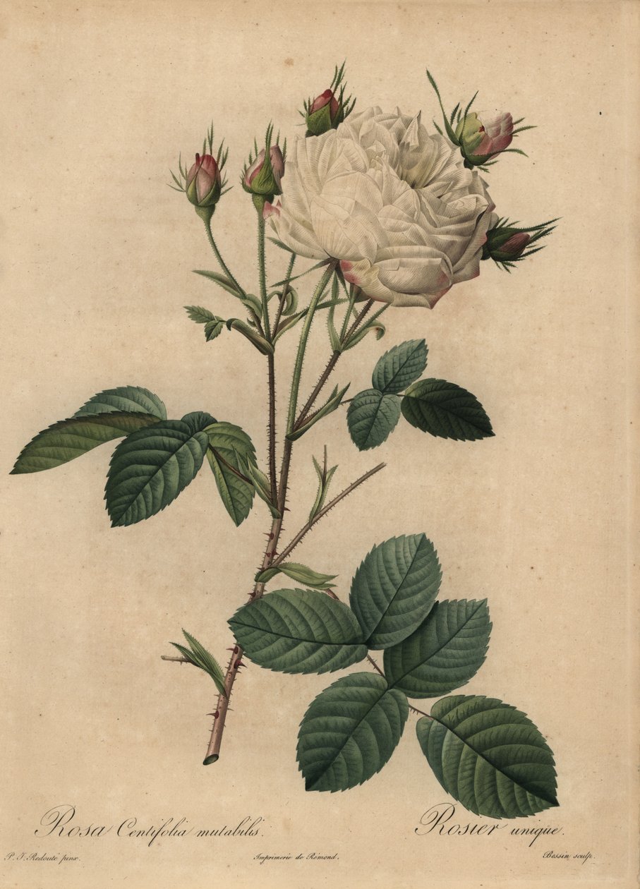 Valkoinen ja vaaleanpunainen kaaliruusu, Rosa centifolia tekijältä Pierre Joseph Redouté