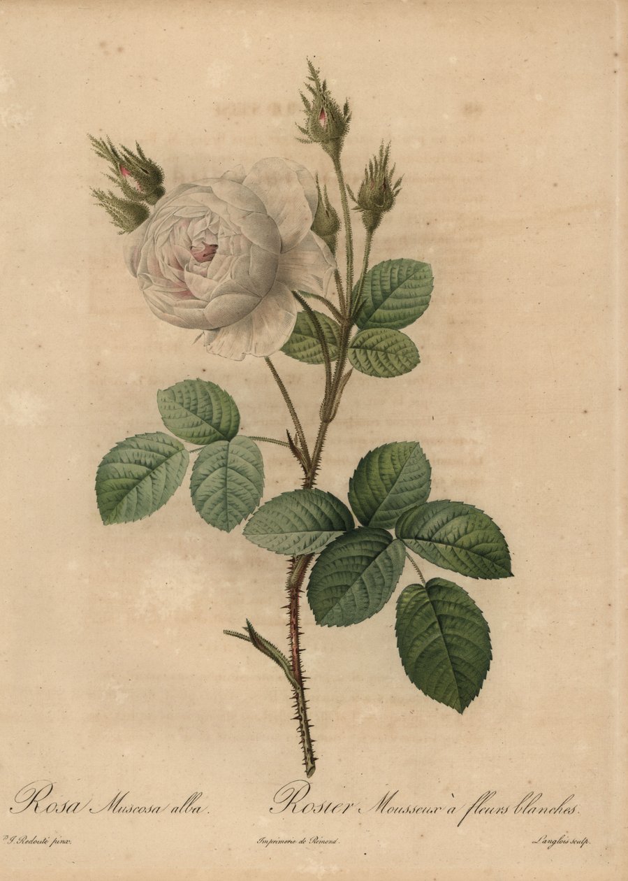 Valkokaaliruusu, Rosa muscosa alba tekijältä Pierre Joseph Redouté