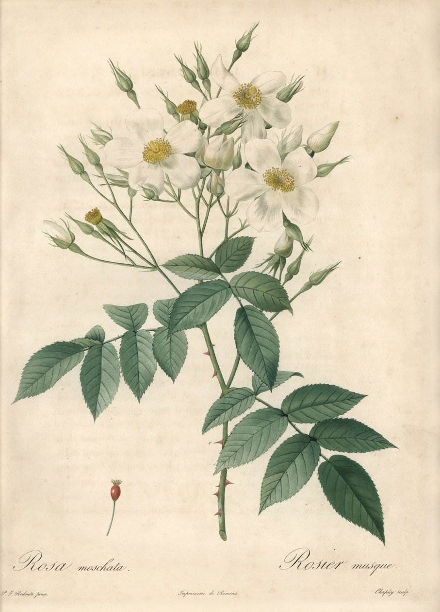 Valkoiset kukat myskiruusu - Eau forte de Chapuy, perustuu Pierre Joseph Redouten (1759-1840) kuvaan Les Rosesista tekijältä Pierre Joseph Redouté