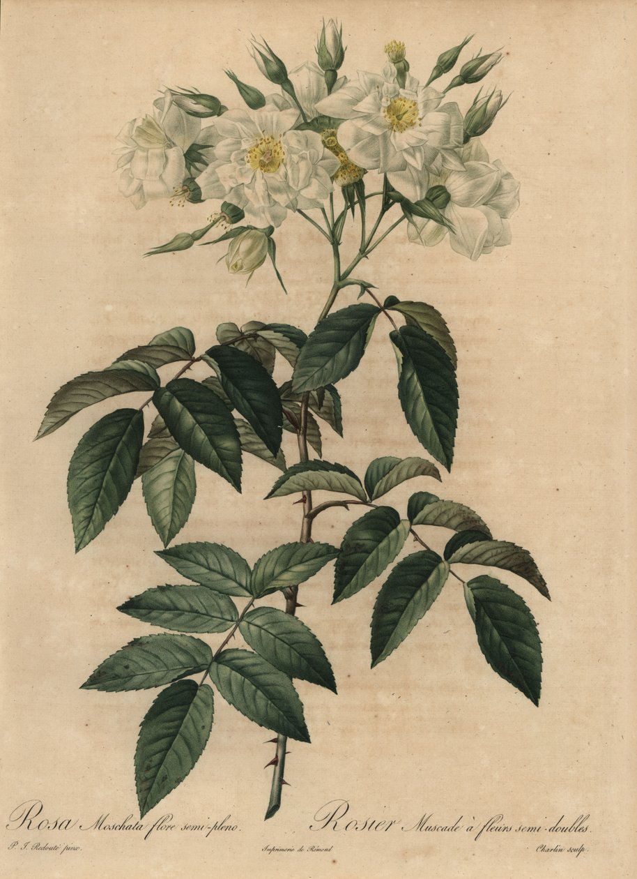 Valkoinen myskiruusu, Rosa moschata tekijältä Pierre Joseph Redouté