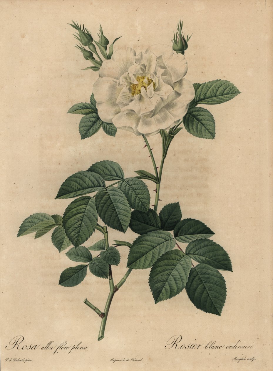 Valkoinen ruusu, Rosa alba flore pleno, Tavallinen valkoinen ruusu tekijältä Pierre Joseph Redouté