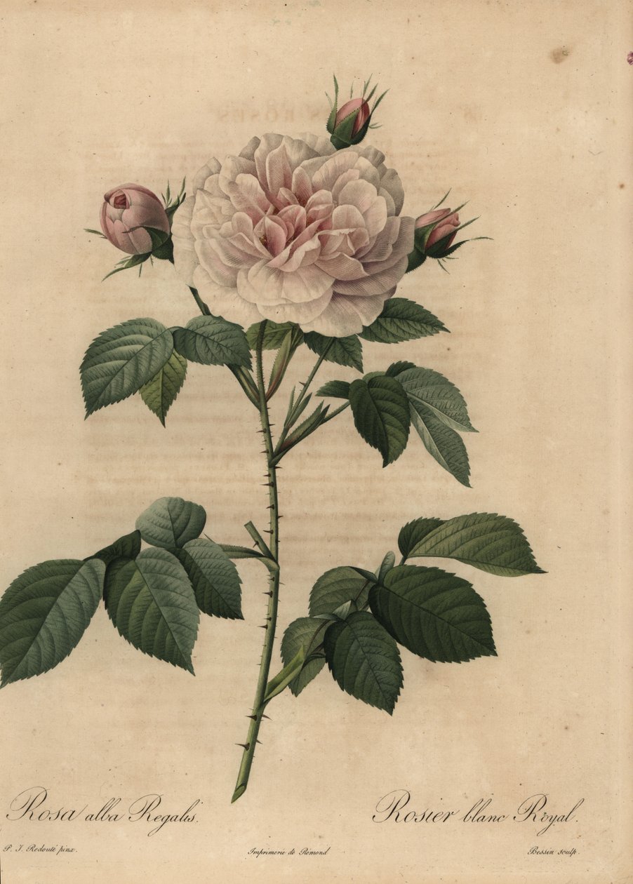 Valkoisen ruusun hybridi Royal, Rosa alba tekijältä Pierre Joseph Redouté