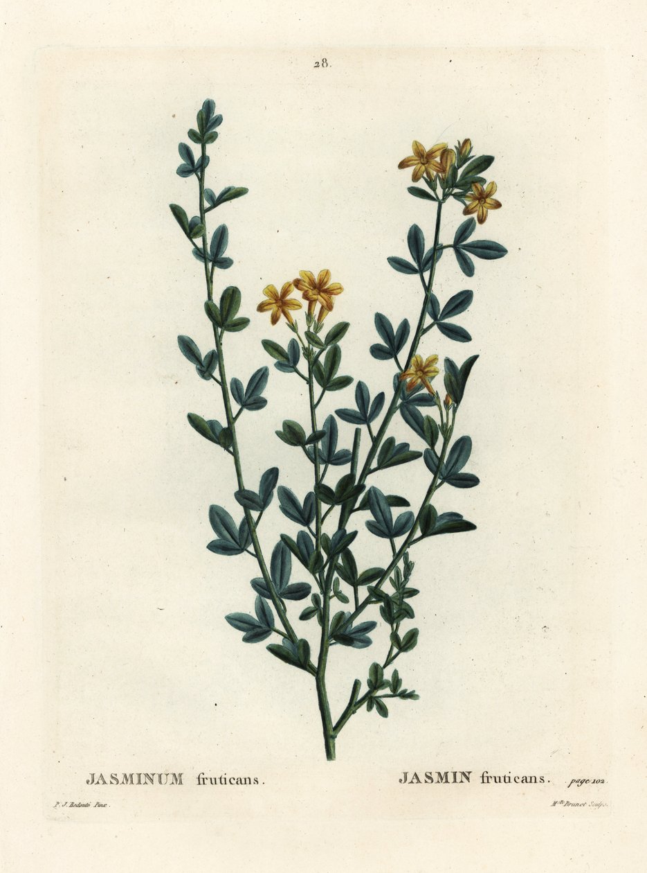 Villi tai keltainen Jasmine, Jasminum fruticans. Neiti Brenet