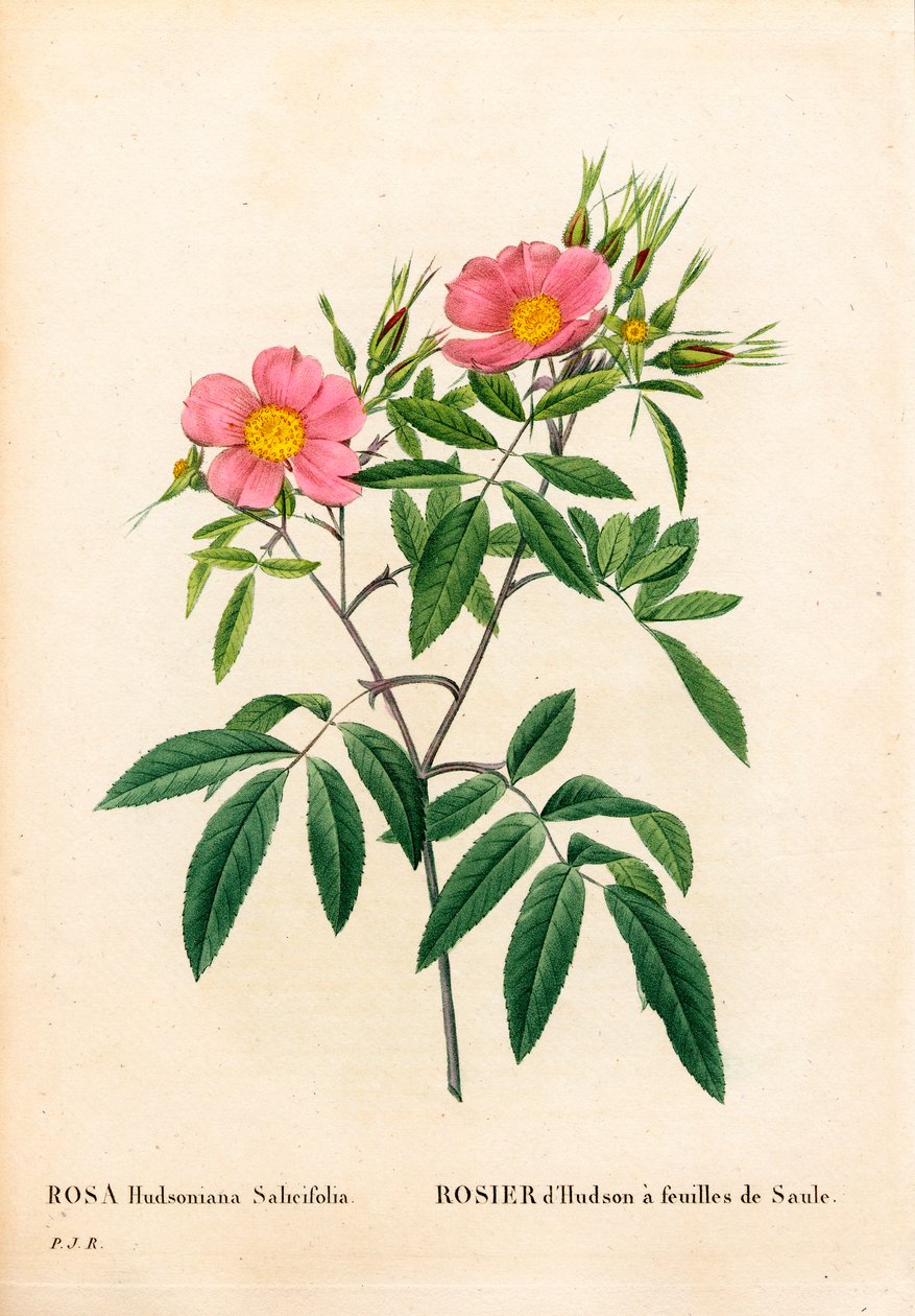 Pajulehtinen vaaleanpunainen suo, Rosa palustris, pajulehtinen Hudsonin ruusu. Käsinvärinen pistekuparikaiverrus Pierre Joseph Redouten teoksesta Les Roses, Paris tekijältä Pierre Joseph Redouté