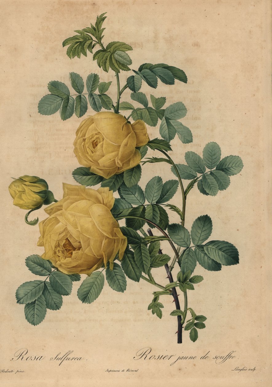 Keltainen rikkiruusu, Rosa hemisphaerica tekijältä Pierre Joseph Redouté