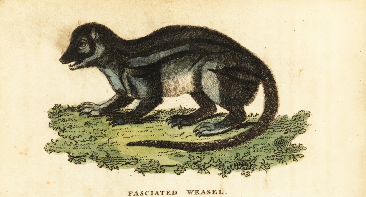 Leveäraitainen Madagaskarin manguti, Galidictis fasciata., 1800 (kaiverrus) tekijältä Pierre Sonnerat