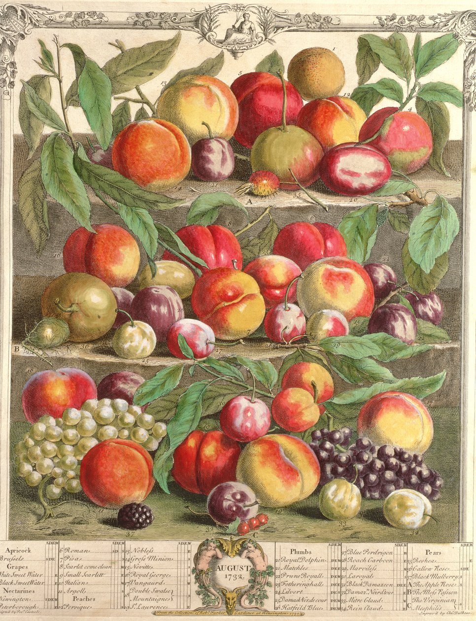 Elokuu, teoksesta "Twelve Months of Fruits", Robert Furber (n. 1674-1756), kaiverrus C. Du Bose, 1732 (värikaiverrus) tekijältä Pieter Casteels