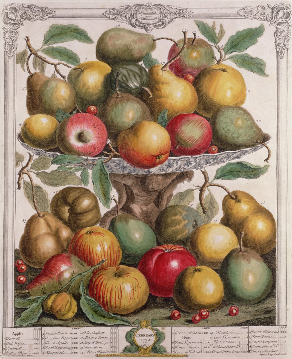 Helmikuu, Robert Furberin (n. 1674-1756) teoksesta "Twelve Months of Fruits", kaiverrus James Smith, 1732 (värikaiverrus) tekijältä Pieter Casteels