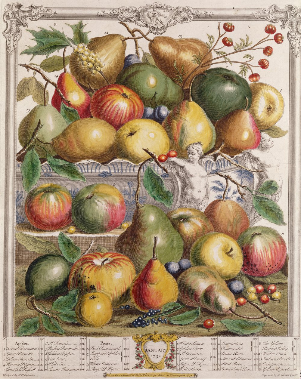 Tammikuu, teoksesta "Twelve Months of Fruits", Robert Furber (n. 1674-1756), kaiverrus Gerard Vandergucht (1696-1776) 1732 (värikaiverrus) tekijältä Pieter Casteels