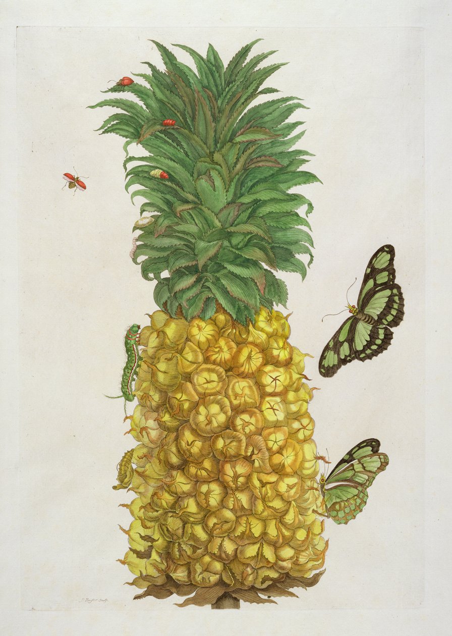 Ananas toukalla ja perhosilla (käsinvärinen kaiverrus) tekijältä Pieter Sluiter or Sluyter