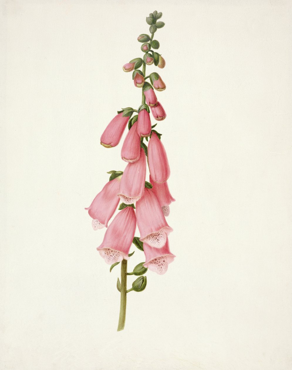 PD.101-1973f.50 Foxglove (Digitalis purpura) (wc ja guassi vellum) tekijältä Pieter Withoos