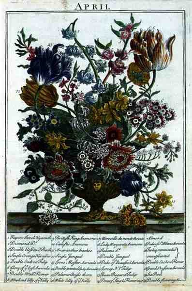 Huhtikuussa Kukkapuutarhasta Esittelijä Robert Furber (n. 1674-1756), kaiverrus James Smith, pub. 1732 (katso myös 11109) tekijältä Pieter after Casteels