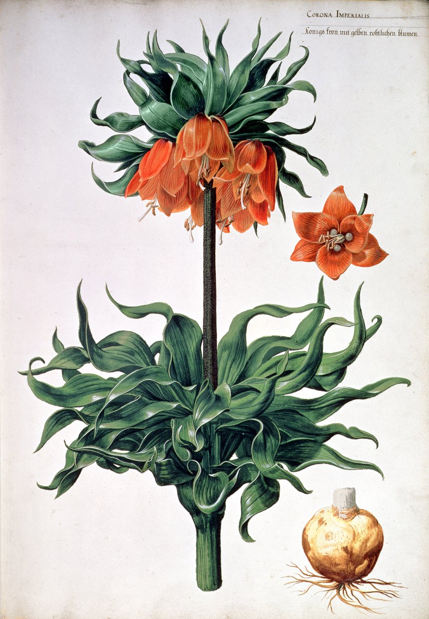 Fritillaria imperialis, noin 1630 tekijältä Pieter van Kouwenhoorn