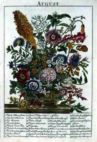 elokuuta, Robert Furberin (n. 1674-1756) "Kukkapuutarhasta" -kaiverruksesta, James Smith, pub. 1732 (värinen kaiverrus) tekijältä Pieter (after) Casteels