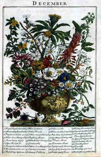 Joulukuu, Robert Furberin (n. 1674-1756) "The Flower Garden Displayed" -teoksesta, kaiverruksesta James Smith, pub. 1732 (värinen kaiverrus) tekijältä Pieter (after) Casteels