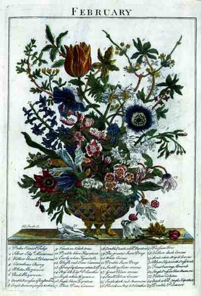 Helmikuu, Robert Furberin (n. 1674-1756) teoksesta "The Flower Garden Displayed", kaiverrus James Smith, pub. 1732 (värinen kaiverrus) tekijältä Pieter (after) Casteels