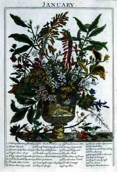 Tammikuu, Robert Furberin (n. 1674-1756) teoksesta "The Flower Garden Displayed", kaiverrus James Smith, pub. 1732 (värinen kaiverrus) tekijältä Pieter (after) Casteels