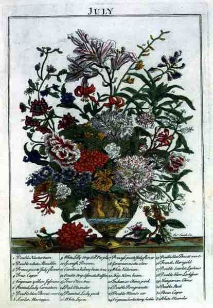 heinäkuuta, Robert Furberin (n. 1674-1756) "The Flower Garden Displayed" -teoksesta, kaiverrus James Smith, pub. 1732 (värinen kaiverrus) tekijältä Pieter (after) Casteels