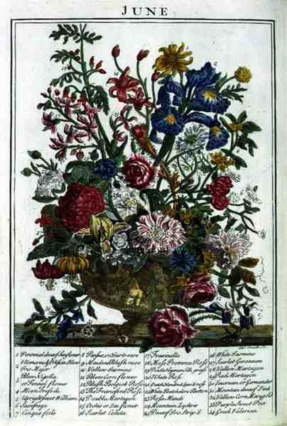 Kesäkuuta, Robert Furberin (n. 1674-1756) "The Flower Garden Displayed" -teoksesta, kaiverrus James Smith, pub. 1732 (värinen kaiverrus) tekijältä Pieter (after) Casteels