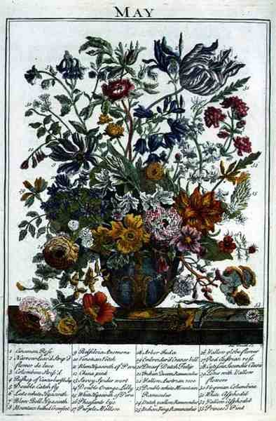 toukokuuta, Robert Furberin (n. 1674-1756) teoksesta "The Flower Garden Displayed", kaiverrettu James Smith, pub. 1732 (värinen kaiverrus) tekijältä Pieter (after) Casteels