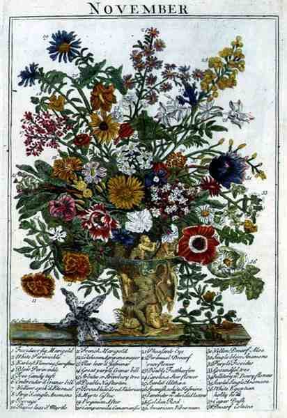 marraskuuta, Robert Furberin (n. 1674-1756) teoksesta "The Flower Garden Displayed", kaiverrus James Smith, pub. 1732 (värinen kaiverrus) tekijältä Pieter (after) Casteels