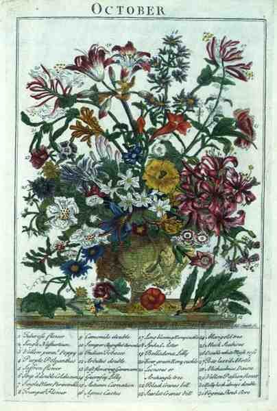 lokakuuta, Robert Furberin (n. 1674-1756) "The Flower Garden Displayed" -julkaisusta, kaiverrus James Smith, pub. 1732 (värinen kaiverrus) tekijältä Pieter (after) Casteels