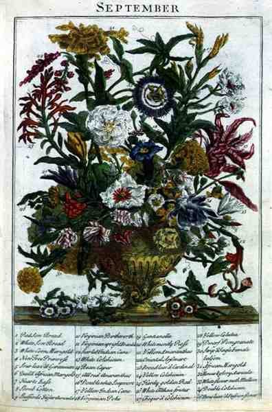 Syyskuu, Robert Furberin (n. 1674-1756) "The Flower Garden Displayed" -teoksesta, kaiverrettu James Smith, pub. 1732 (värinen kaiverrus) tekijältä Pieter (after) Casteels
