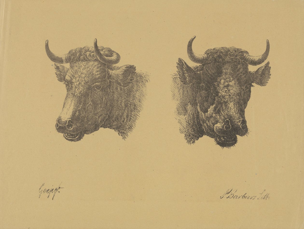 Kaksi härän päätä tekijältä Pieter Bartholomeusz. Barbiers