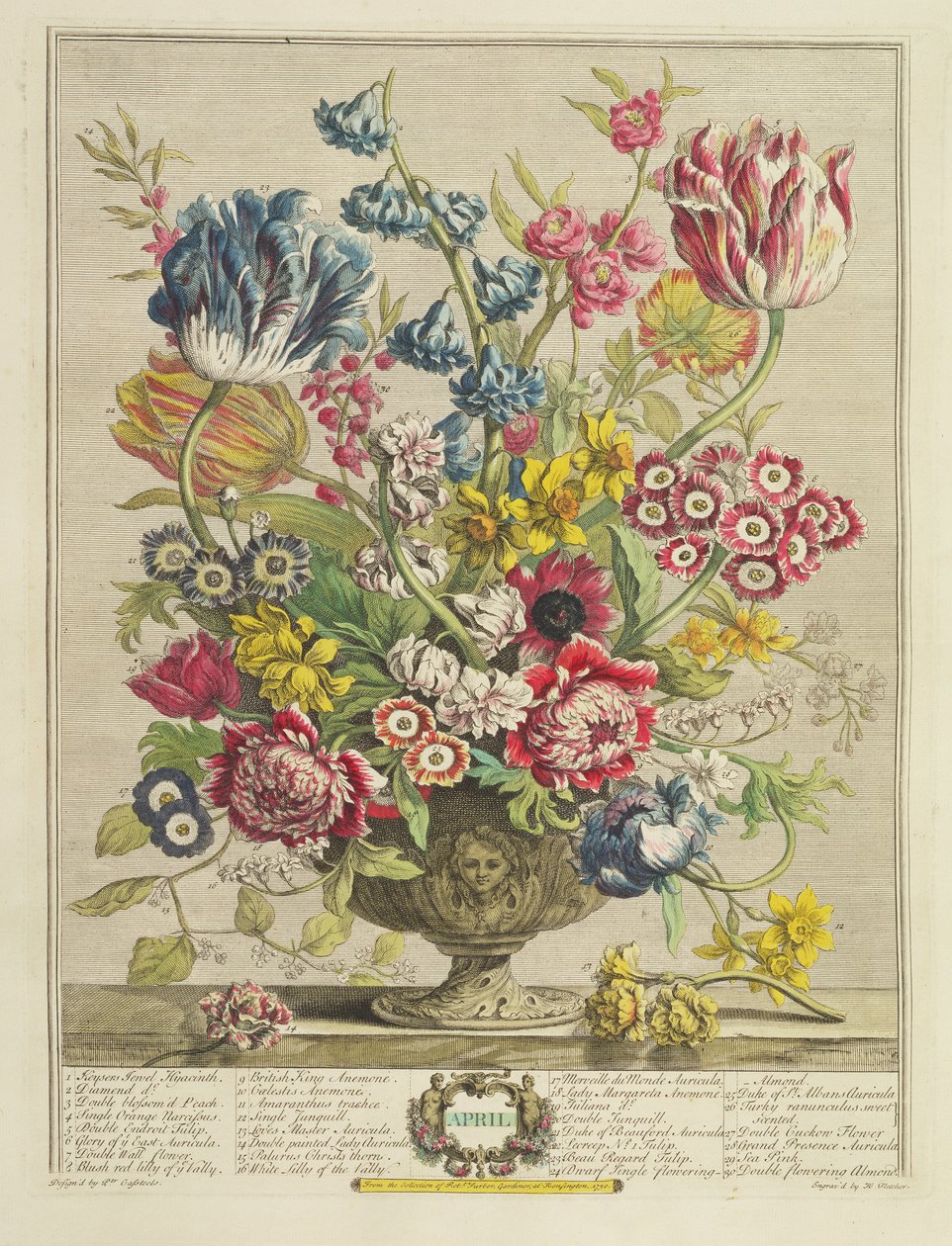 Huhtikuu, teoksesta "Twelve Months of Flowers", kirjoittanut Robert Furber (n. 1674-1756), kaivertanut Henry Fletcher (fl. n. 1729), julkaistu 1730 (väriakvatinta) (katso myös 125934) tekijältä Pieter Casteels