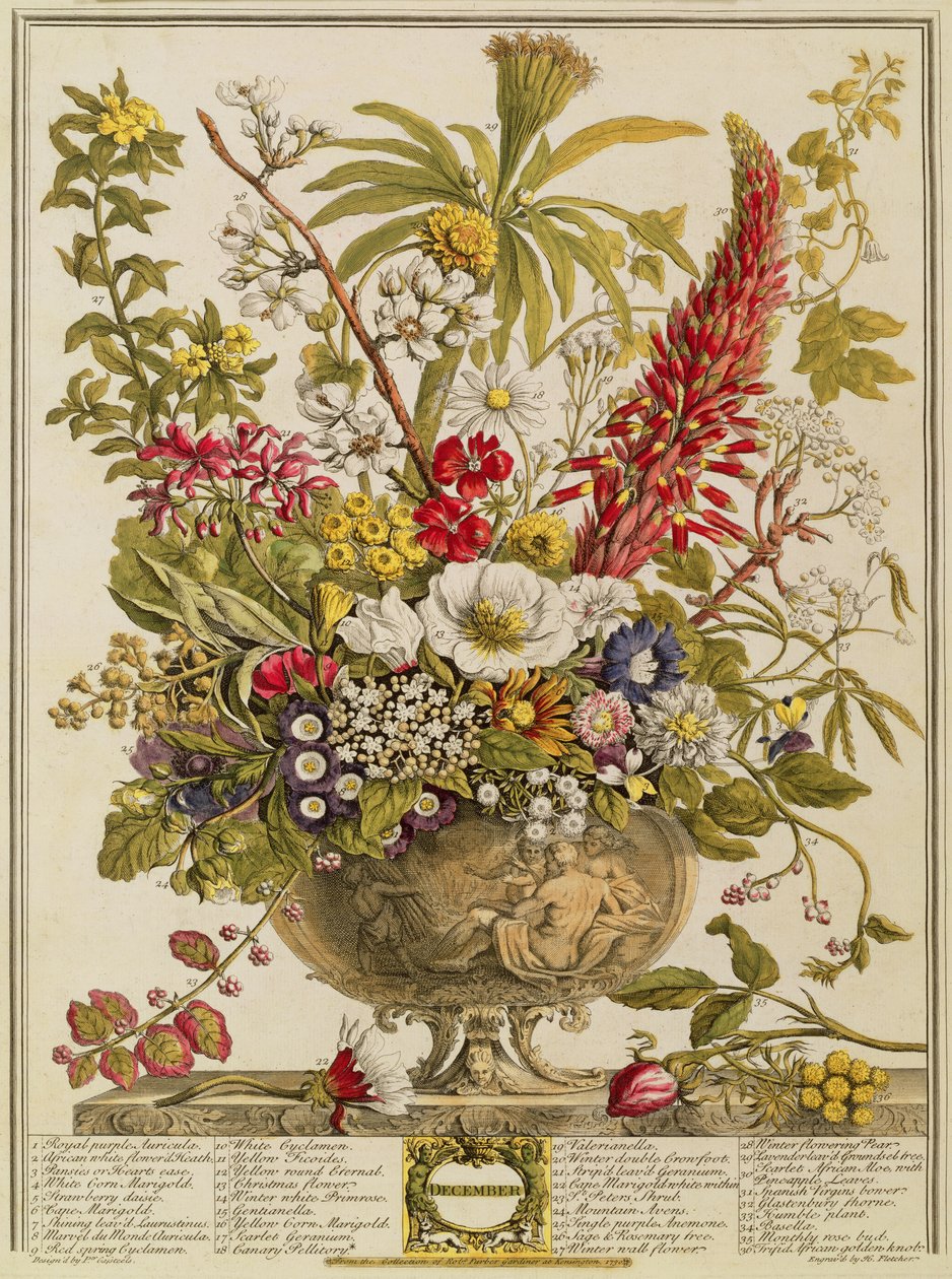 Joulukuu, Robert Furberin (n. 1674-1756) teoksesta "Twelve Months of Flowers", kaiverrus Henry Fletcher (värikaiverrus) tekijältä Pieter Casteels