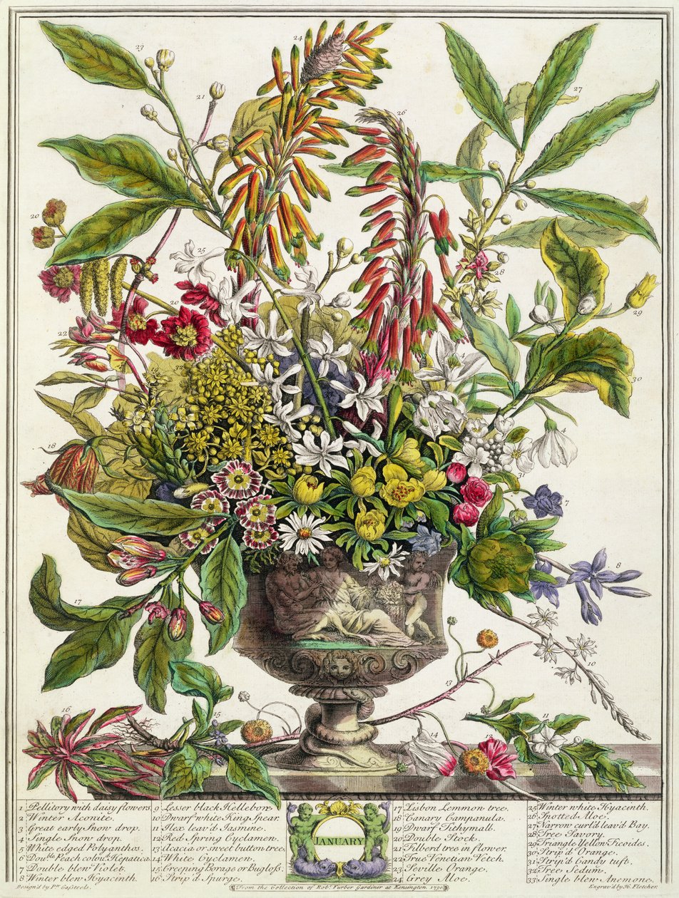 Tammikuu, teoksesta "Twelve Months of Flowers", Robert Furber (n. 1674-1756), kaiverrus Henry Fletcher (värikaiverrus) tekijältä Pieter Casteels