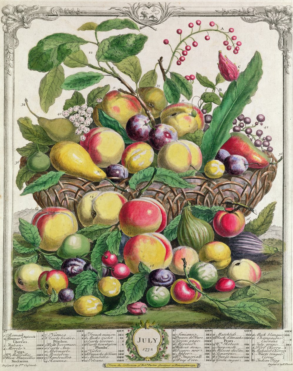 Heinäkuu, teoksesta "Twelve Months of Fruits", Robert Furber (n. 1674-1756), kaiverrus Henry Fletcher, 1732 (värikaiverrus) tekijältä Pieter Casteels