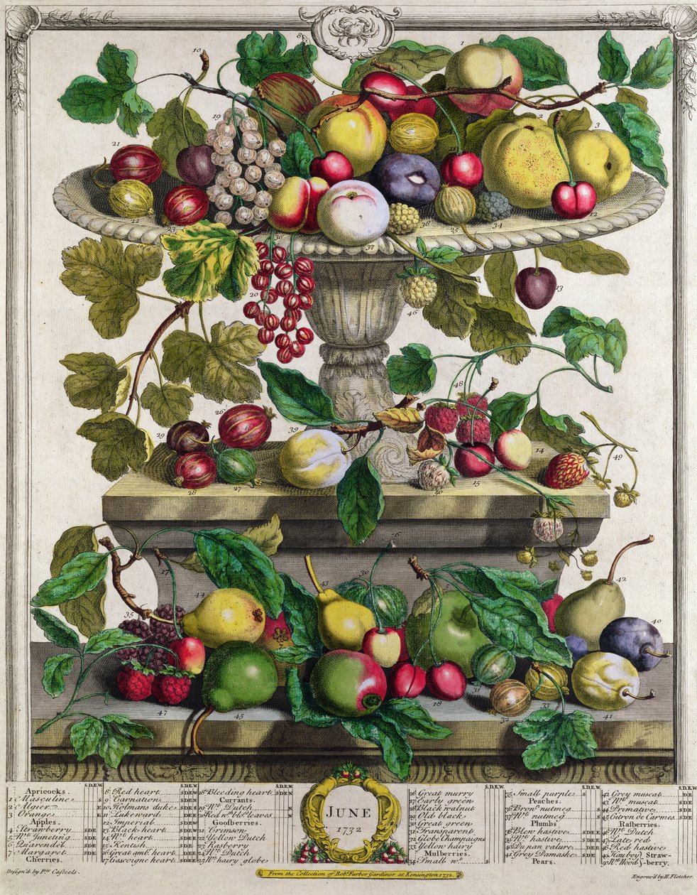Kesäkuu, teoksesta "Twelve Months of Fruits", Robert Furber (n. 1674-1756), kaiverrus Henry Fletcher, 1732 (värikaiverrus) tekijältä Pieter Casteels