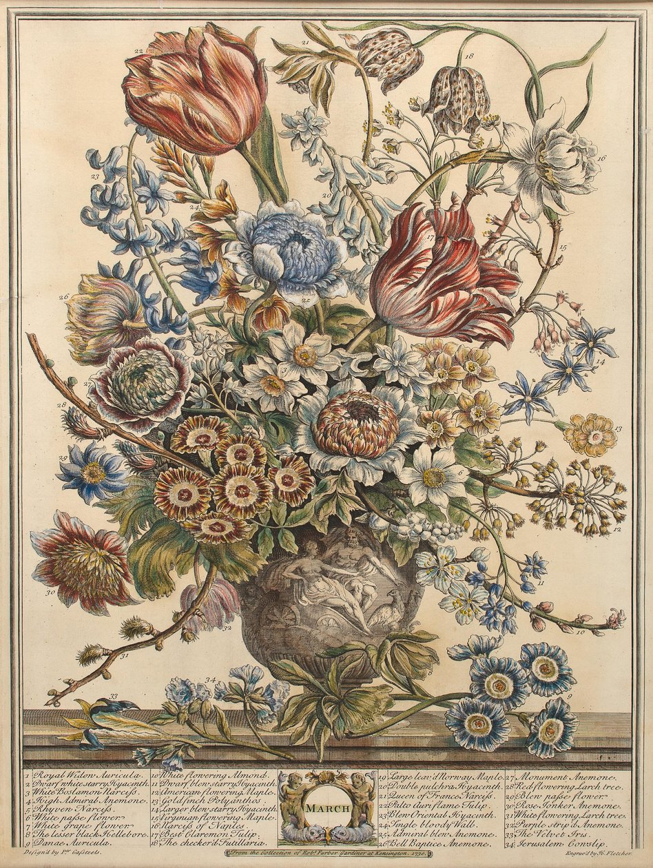 Maaliskuu Robert Furberin (n. 1674-1756) teoksesta "Twelve Months of Flowers", kaiverrettu Henry Fletcherin toimesta (värikaiverrus). tekijältä Pieter Casteels