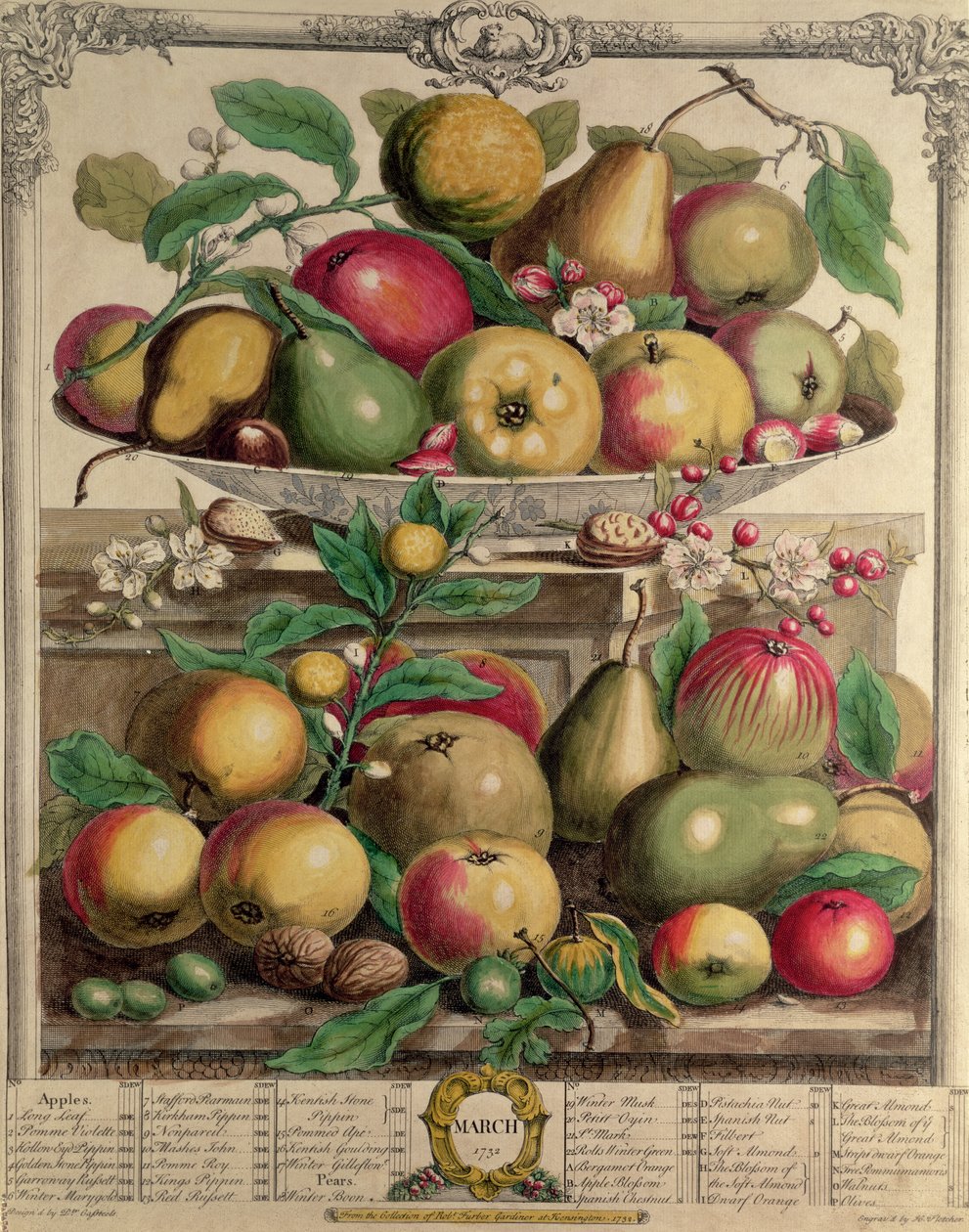 Maaliskuu, teoksesta "Twelve Months of Fruits", Robert Furber (n. 1674-1756), kaiverrus Henry Fletcher, 1732 (värikaiverrus) tekijältä Pieter Casteels