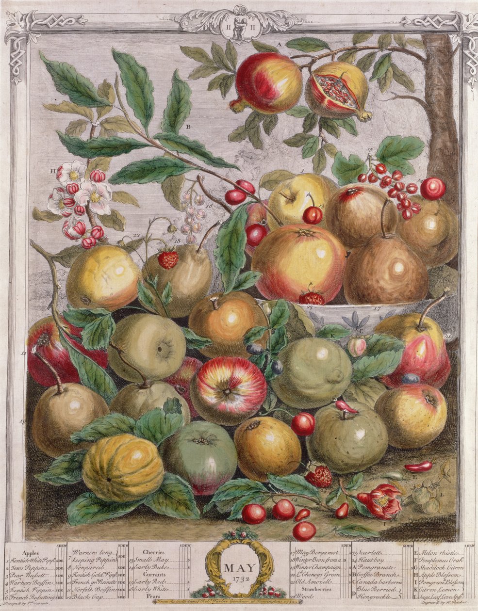 Toukokuu, teoksesta "Twelve Months of Fruits", Robert Furber (n. 1674-1756), kaiverrus Henry Fletcher, 1732 (värikaiverrus) tekijältä Pieter Casteels